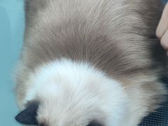-爱洗澡的猫(望京店)