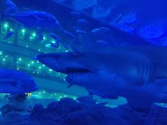 -成都浩海立方海洋公园