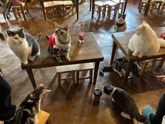 -猫猫幼稚园·撸猫·桌游·电玩