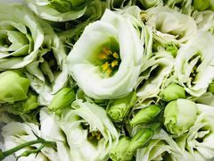 -沪花拾者(好再来花卉鲜花店)