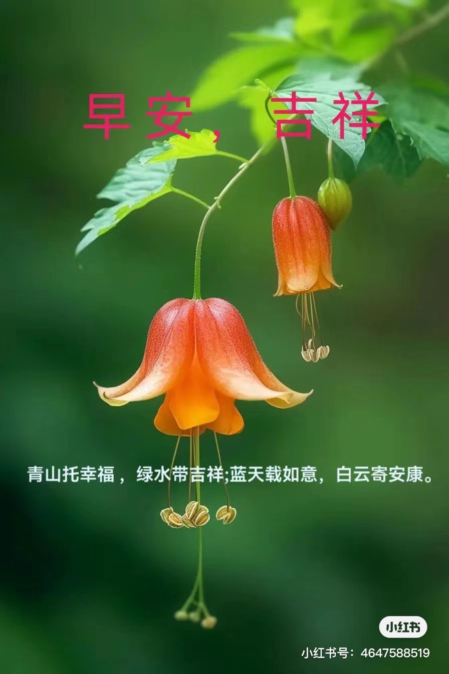 嘉兰花花语图片