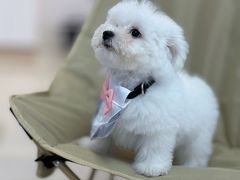 -翊宠yipet猫狗购宠庄园犬舍•猫舍