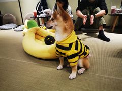 -逗柴咖啡屋·狗咖猫咖宠物桌游