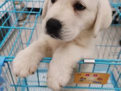 -翊宠yipet猫狗购宠庄园犬舍•猫舍