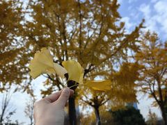 -大宁郁金香公园-停车场