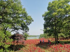 -南京枫彩漫城