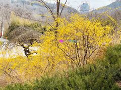 -大连植物园