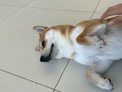 -怪兽屋·羊驼·猫咖·狗咖(俊华广场店)