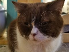 -猫小院猫主题咖啡厅(北锣店)