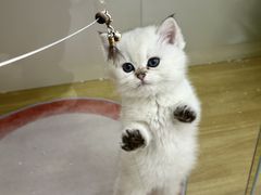 -青奢宠物·青奢猫舍