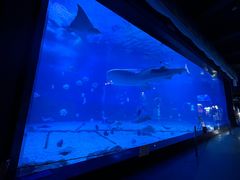 -烟台海昌鲸鲨海洋公园