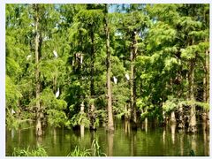 -池杉湖湿地公园