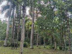 -南宁良凤江国家森林公园