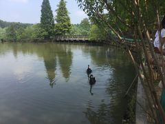 -溱湖国家湿地公园