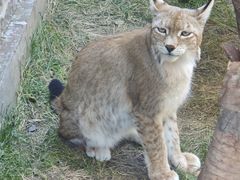 -青藏高原野生动物园
