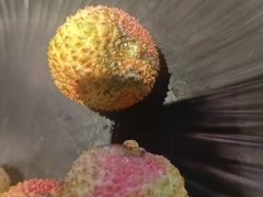 -一绪に和牛寿喜烧(罗湖益田假日店)