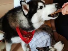 -Husky Go! 哈士奇体验馆·宠物咖啡厅狗咖