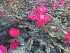 -人民公园(罗湖区)