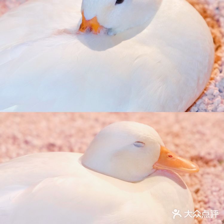 可以说是天津最大的室内动物园了