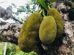 -海南热带雨林国家公园吊罗山景区
