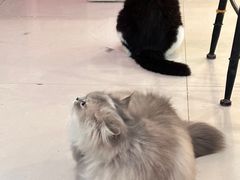 -平行世界·猫咖(首经贸店)