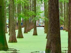 -渌洋湖湿地公园