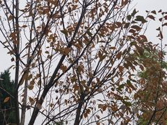 -四川大学(华西校区)