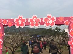 -香雪海