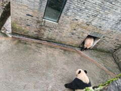 -都江堰中华大熊猫苑