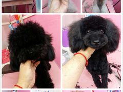 -爱宠屋pet shop·宠物洗澡·宠物美容