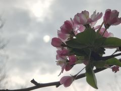-海棠花溪(元大都城垣遗址公园)