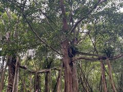 -中国科学院西双版纳热带植物园