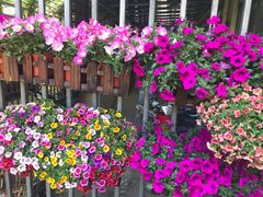 -双季花艺园艺市场(浦东店)