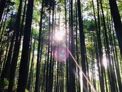 -山王坪喀斯特国家生态公园