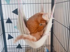 -Cappucimeow猫咪咖啡馆(韦伯时代店)