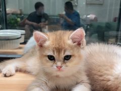 -袖虎·猫馆(体育西路店)