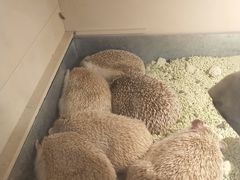 -more than meow吴止猫主题餐厅(承德 中船汇店)