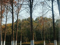 -上海长兴岛郊野公园
