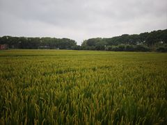 -苏州太湖西山岛开心农场