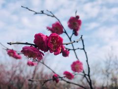 -无锡梅园公园