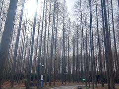 -黄海国家森林公园