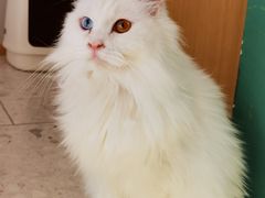 -飞行喵MR PILOT|猫舍·猫咖(静安大融城店)