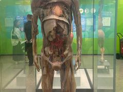 -国家自然博物馆