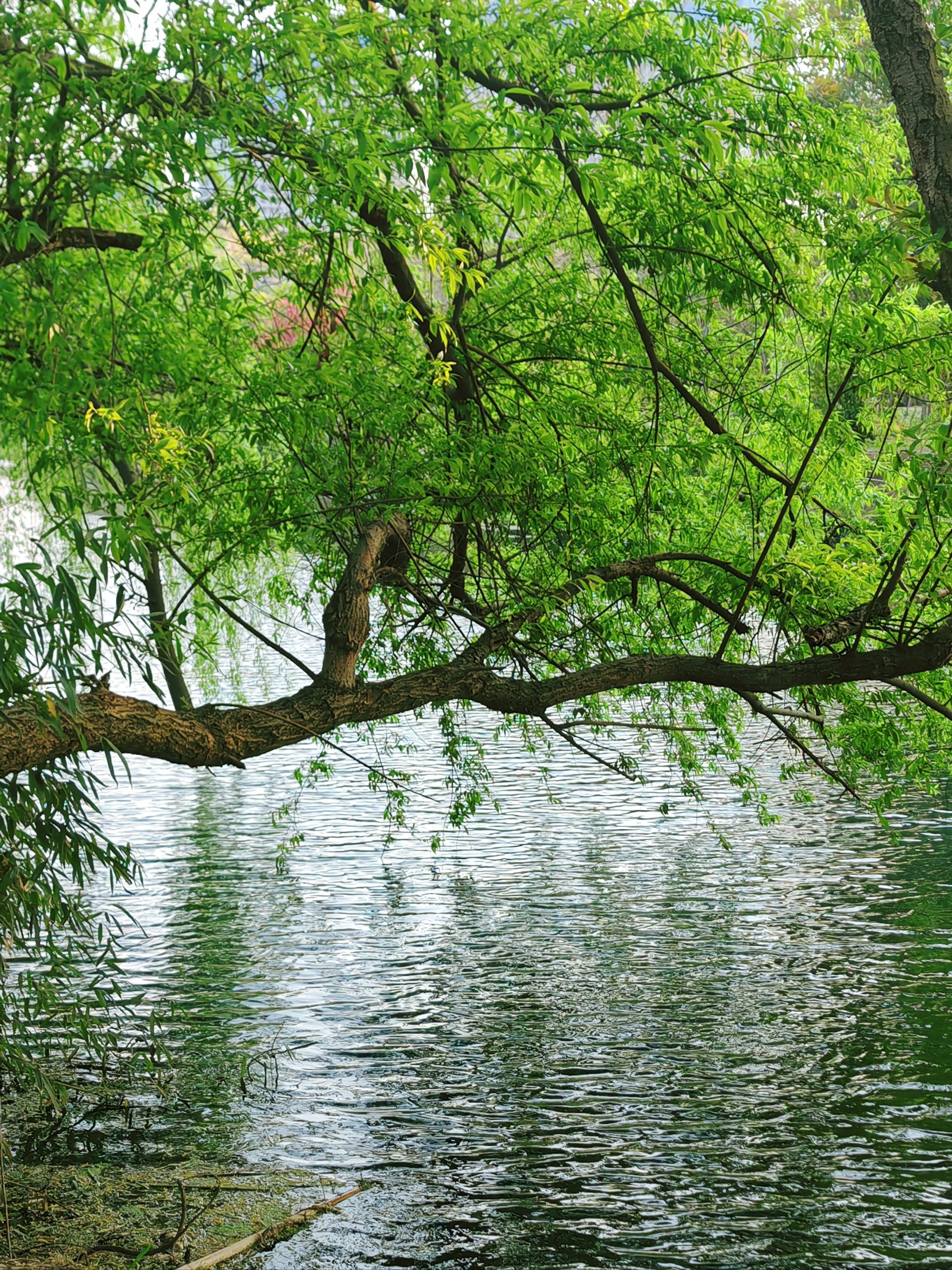 花溪湿地公园介绍图片