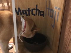 -柴务处·柴犬主题狗咖