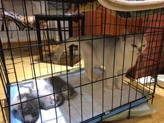 -万小咖.猫咖(中山路天虹店)