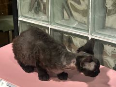 -麒麟缅因猫舍·十五年缅因猫选购中心