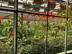 -南宫五洲植物乐园