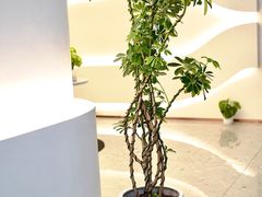 -小仙女采耳·按摩·SPA(深圳旗舰店)