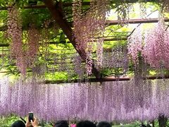 -嘉定紫藤园